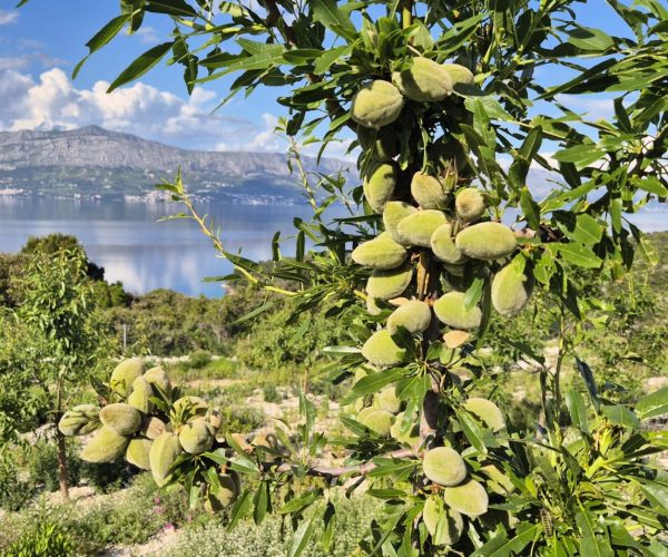 Almond tree